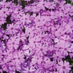 Creeping Phlox Pink Fort Hill Live Plant - 3-6 inch Starter Plug - Pink Groundcover Perennial - Image 2
