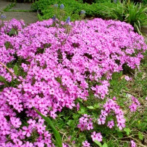 Creeping Phlox Pink Fort Hill Live Plant - Starter 3-6