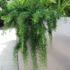 Creeping Rosemary Live Plant - Rosmarinus officinalis 'Prostratus' - 4" Pot - Image 1