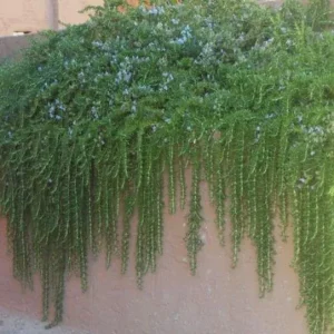 Creeping Rosemary Live Plant - Rosmarinus officinalis 'Prostratus' - 4