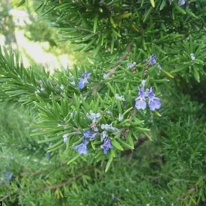 Creeping Rosemary Live Plant - Rosmarinus officinalis 'Prostratus' - 4