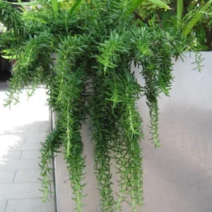 Creeping Rosemary Live Plant - Rosmarinus officinalis 'Prostratus' - 4
