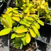 Creeping St. John's Wort 'Brigadoon' Live Plant – Golden Yellow Foliage – 4 inch Pot - Image 1