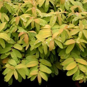 Creeping St. John's Wort 'Brigadoon' Live Plant – Golden Yellow Foliage – 4 inch Pot - Image 4