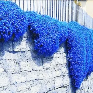 Creeping Thyme Herb Flower Seeds - Thymus Serpyllum Ground Cover, Blue Flowers, Perennial - Image 1