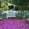 Creeping Thyme Herb Seeds - Non-GMO Perennial Ground Cover - 300+ Seeds - Image 1