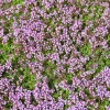 Creeping Thyme Live Plant – Fragrant Perennial Groundcover – 3-4 inch Pot - Image 1