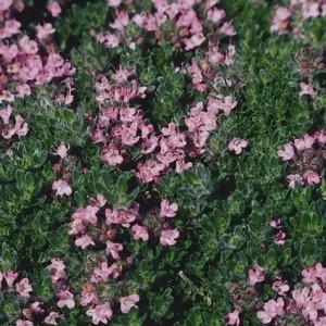 Creeping Thyme Live Plant – Fragrant Perennial Groundcover – 3-4 inch Pot - Image 2