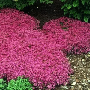 Creeping Thyme Live Plant – Fragrant Perennial Groundcover – 3-4 inch Pot - Image 3