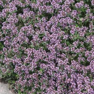 Creeping Thyme Live Plant – Fragrant Perennial Groundcover – 3-4 inch Pot - Image 4