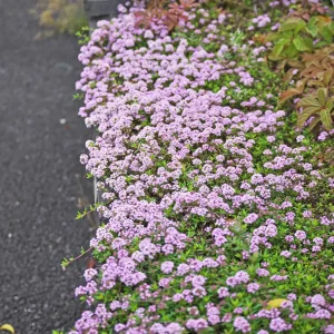 Creeping Thyme Live Plant – Fragrant Perennial Groundcover – 3-4 inch Pot - Image 5