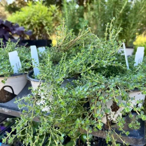 Creeping Thyme Live Plant – Fragrant Perennial Groundcover – 3-4 inch Pot - Image 8