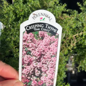 Creeping Thyme Live Plant – Fragrant Perennial Groundcover – 3-4 inch Pot - Image 9