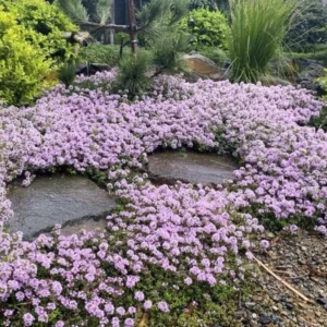 Creeping Thyme 'Pink Chintz' Live Plant - 3in Pot, Groundcover, Soft Pink Blooms - Image 2