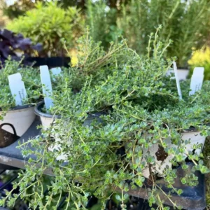 Creeping Thyme 'Pink Chintz' Live Plant - 3in Pot, Groundcover, Soft Pink Blooms - Image 3