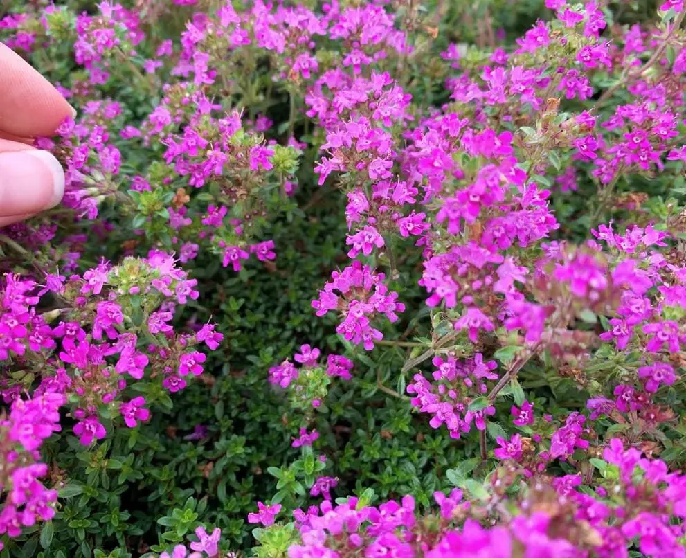Creeping Thyme Pink Chintz Live Plant - 3in Pot - Soft Pink Blooms, Groundcover - Image 2