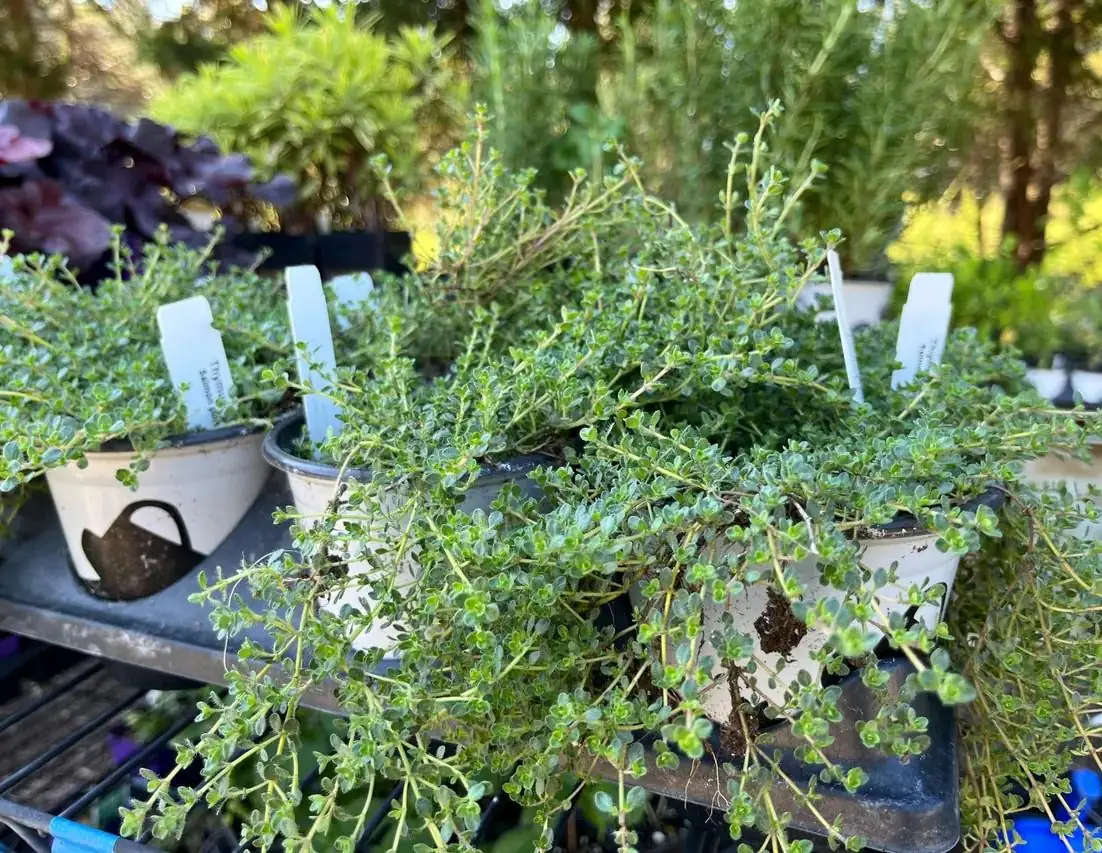 Creeping Thyme Pink Chintz Live Plant - 3in Pot - Soft Pink Blooms, Groundcover - Image 3