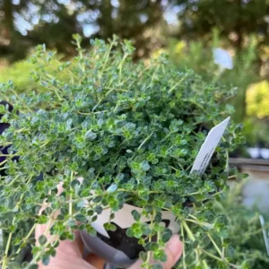 Creeping Thyme Pink Chintz Live Plant - 3in Pot - Soft Pink Blooms, Groundcover - Image 4