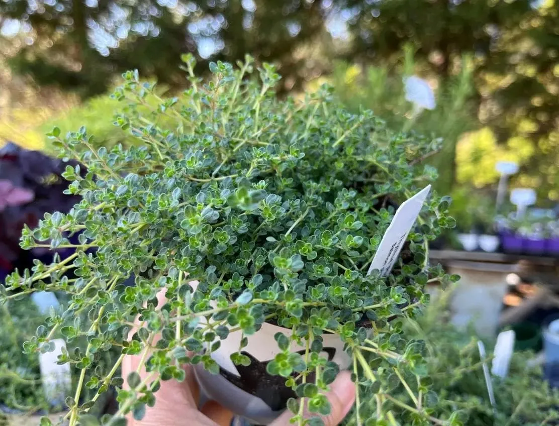 Creeping Thyme Pink Chintz Live Plant - 3in Pot - Soft Pink Blooms, Groundcover - Image 4