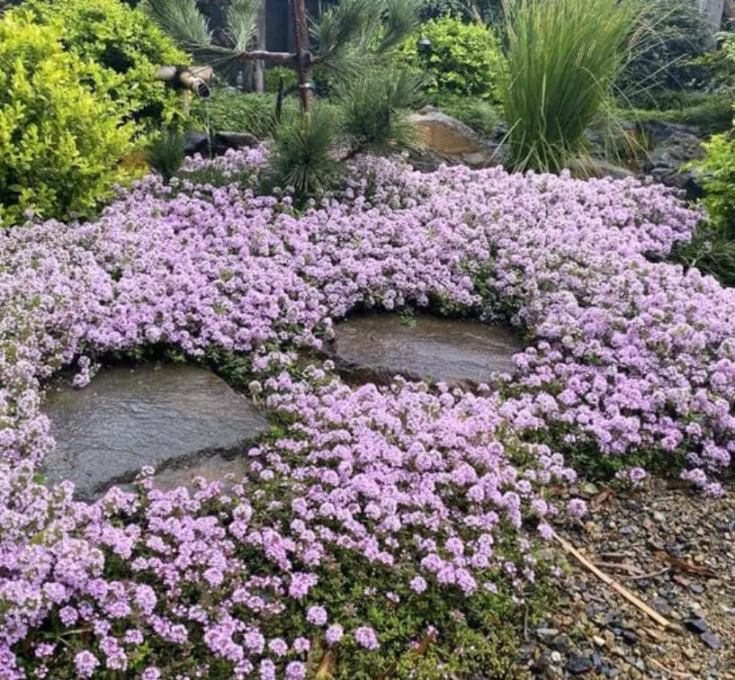 Creeping Thyme Pink Chintz Live Plant - 3in Pot - Soft Pink Blooms, Groundcover - Image 1