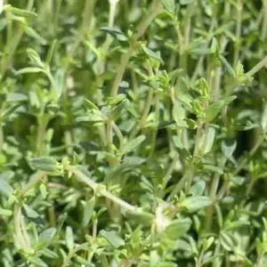 Creeping Thyme Seeds - Purple Groundcover Lawn Herb, Drought Perennial, 400+ Seeds - Image 3