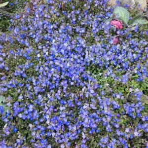 Creeping Veronica Georgia Blue Live Plant - Groundcover Perennial - 3-6