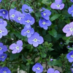 Creeping Veronica Georgia Blue Live Plant - Groundcover Perennial - 3-6