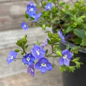Creeping Veronica Georgia Blue Live Plant - Groundcover Perennial - 3-6