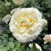 Crema Rose Live Plant - Buttermilk Hue Flowers, Fragrant, 4 inch Pot - Image 1