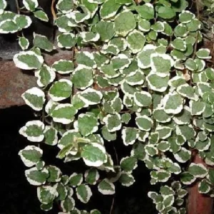 Creme & Green Creeping Fig Live Plant - Ficus pumila variegata - 2.5