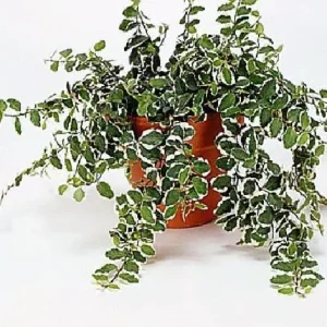 Creme & Green Creeping Fig Live Plant - Ficus pumila variegata - 2.5