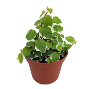 Creme & Green Creeping Fig Live Plant - Ficus pumila variegata - 2.5