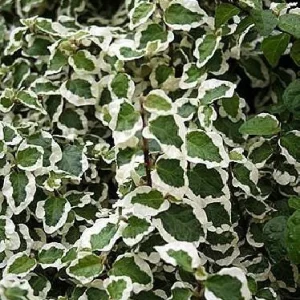 Creme & Green Creeping Fig Live Plant - Ficus pumila variegata - 2.5