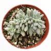 Cremeria Expatriata Crest Succulent Live Plant - Drought-Tolerant - Image 1