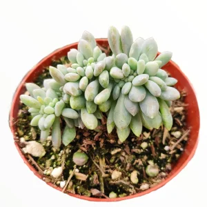 Cremeria Expatriata Crest Succulent Live Plant - Drought-Tolerant - Image 2