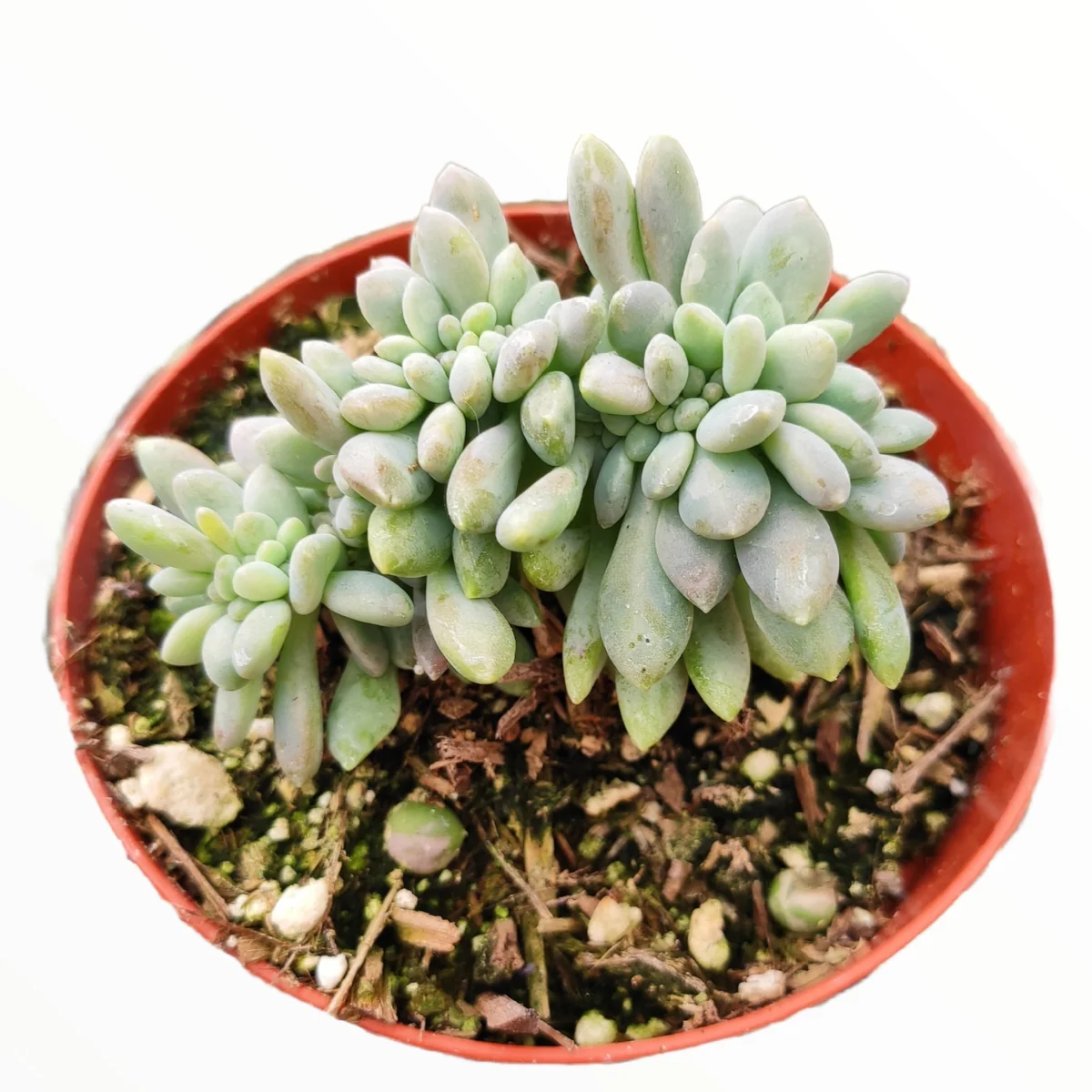 Cremeria Expatriata Crest Succulent Live Plant - Drought-Tolerant - Image 2