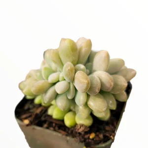 Cremeria Expatriata Crest Succulent Live Plant - Drought-Tolerant - Image 4