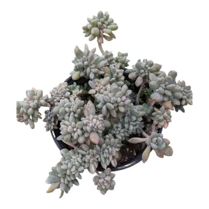 Cremeria Expatriata Crest Succulent Live Plant - Drought-Tolerant - Image 6