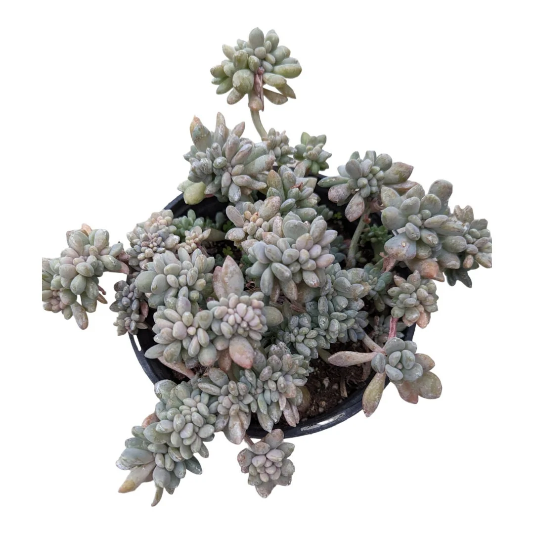 Cremeria Expatriata Crest Succulent Live Plant - Drought-Tolerant - Image 6
