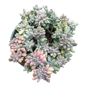 Cremeria Expatriata Crest Succulent Live Plant - Drought-Tolerant - Image 7