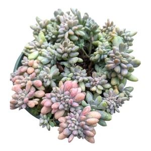 Cremeria Expatriata Crest Succulent Live Plant - Drought-Tolerant - Image 8