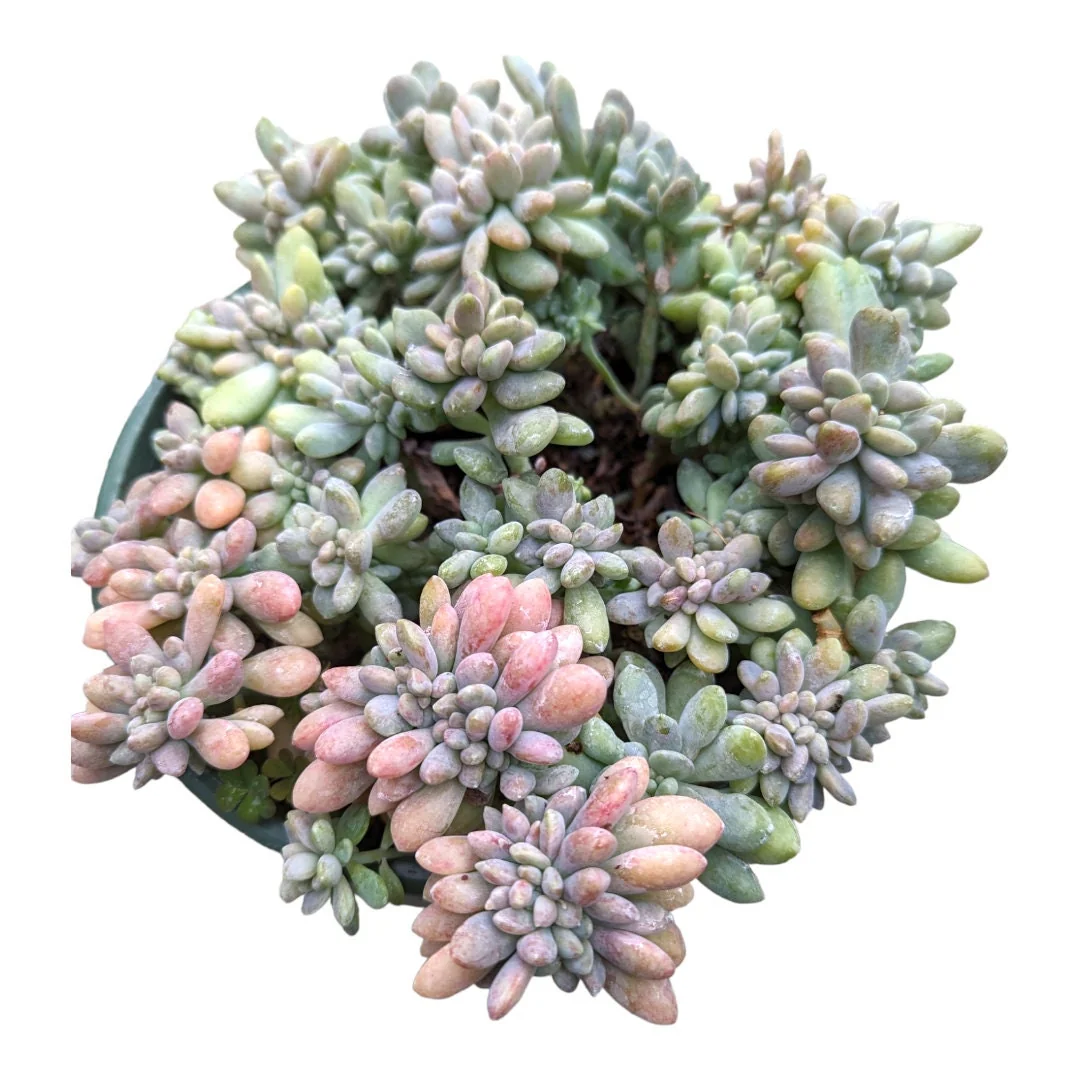 Cremeria Expatriata Crest Succulent Live Plant - Drought-Tolerant - Image 8
