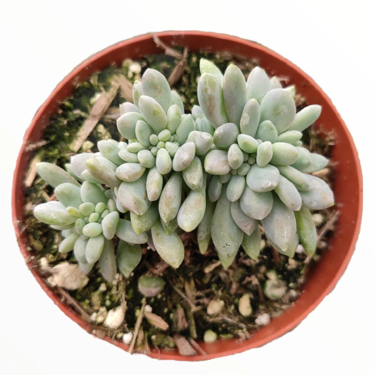 Cremeria Expatriata Crest Succulent Live Plant - Drought-Tolerant - Image 1