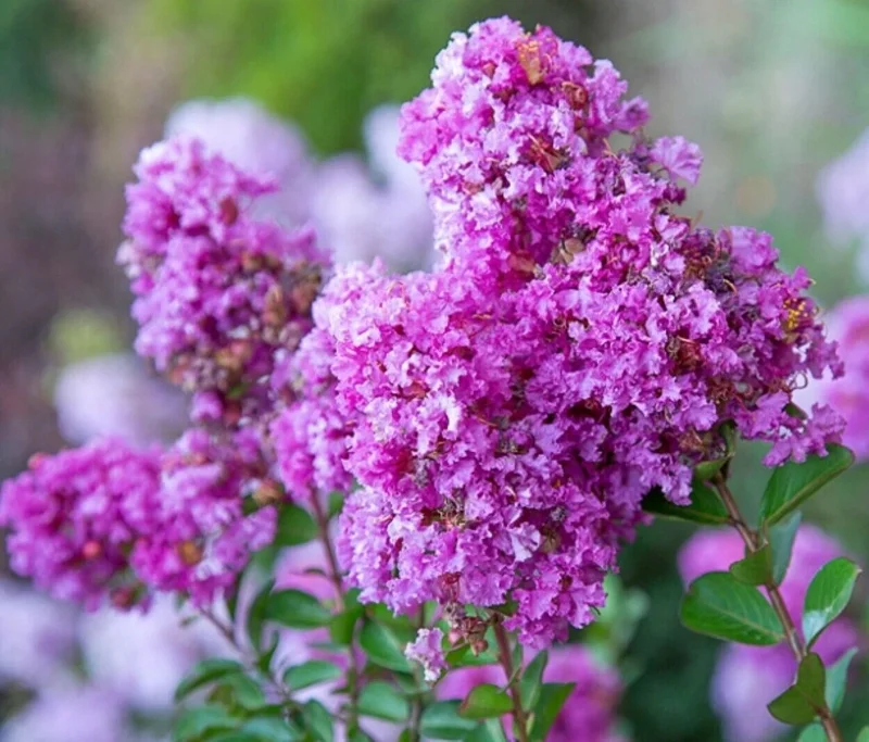 Crepe Myrtle Cuttings - 7-Pack - Fast Grow for Rooting Plant - Indoor & Outdoor - Image 2