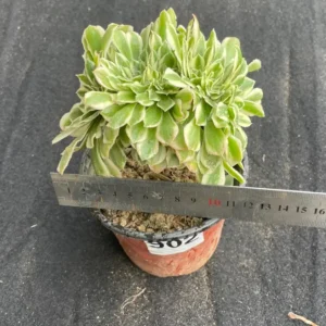 Crested Aeonium Maybach Live Plant – Rare Colorful Succulent – 4.5 inch – Indoor Gift - Image 2