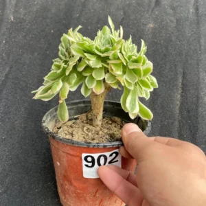 Crested Aeonium Maybach Live Plant – Rare Colorful Succulent – 4.5 inch – Indoor Gift - Image 1