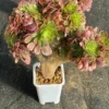 Crested Aeonium Succulent Plant - Live, Rare, 6-inch Wide - Image 1