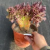 Crested Aeonium 'Velour' Live Plant – 6.5'' Colorful Succulent – Indoor Gift - Image 1