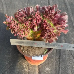 Crested Aeonium 'Velour' Live Plant – 6.5'' Colorful Succulent – Indoor Gift - Image 2
