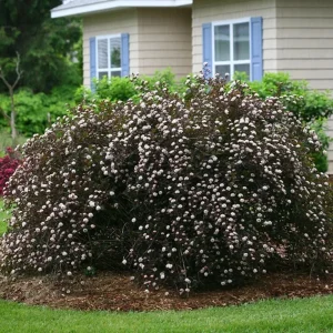 Crimson Diablo Ninebark Live Plant - 1 Gallon Pot - Outdoor Shrub - Image 1